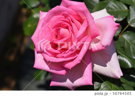 バラ（ウィミー） 50764505