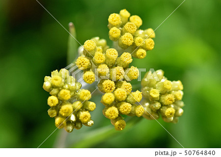 ハハコグサ（母子草） 50764840