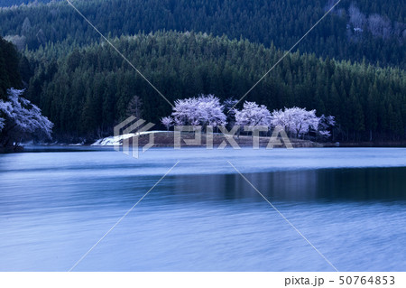 新潟県津南町 中子ダム 中子の桜の写真素材