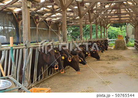 牛舎 50765544