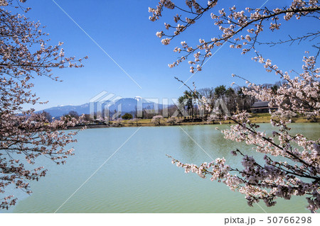 信州 長野県東御市芸術むら公園明神池の桜と蓼科山 信州 長野県東御市芸術むら公園明神池の桜と蓼科山 50766298
