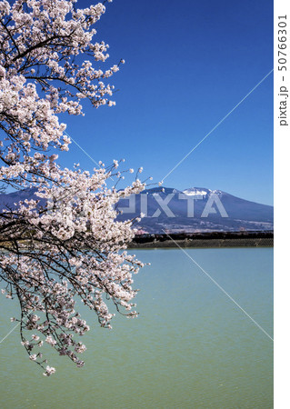 信州　長野県東御市芸術むら公園明神池の桜と浅間山 50766301