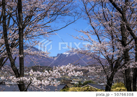 信州　長野県小諸市小諸城址懐古園の桜と北側に見える市街と山々 50766308