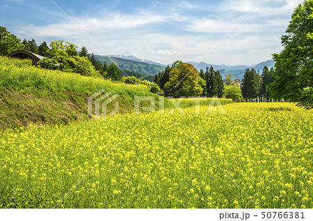 信州 長野県飯山市菜の花公園 信州 長野県飯山市菜の花公園 50766381
