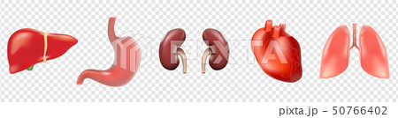Different 3D human organs set with heart lungs liver stomach kidneys isolated on transparent Different 3D human organs set with heart lungs liver stomach kidneys isolated on transparent 50766402