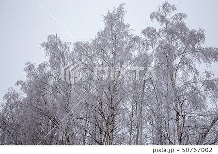 Snow-capped trees. The frost on the branches 50767002