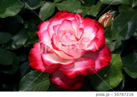 薔薇 50767216