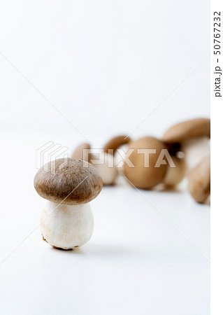 大黒本しめじ 50767232