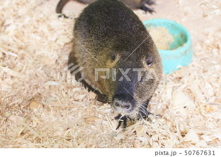 A large nutria sits on a wooden sawdust A large nutria sits on a wooden sawdust 50767631