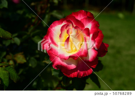 薔薇の花、新緑、光、水の滴、ガーデニングイメージ素材 薔薇の花、新緑、光、水の滴、ガーデニングイメージ素材 50768289