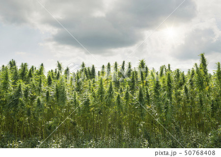 Plantation with cannabis plants Plantation with cannabis plants 50768408