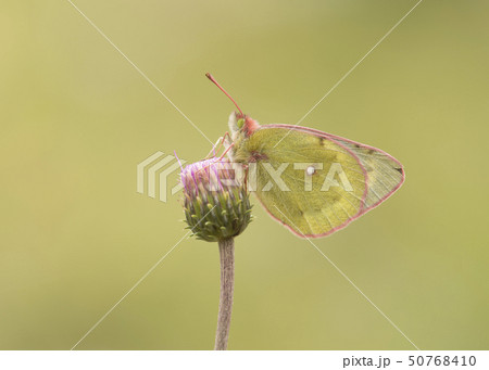 Pale clouded yellow butterfly resting on a flower Pale clouded yellow butterfly resting on a flower 50768410