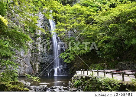 箕面大滝 新緑(大阪府箕面市) 箕面大滝 新緑(大阪府箕面市) 50768491