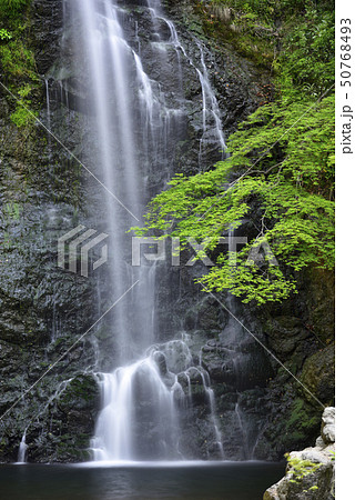 箕面大滝 新緑(大阪府箕面市) 箕面大滝 新緑(大阪府箕面市) 50768493