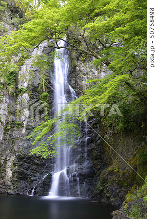 箕面大滝 新緑(大阪府箕面市) 箕面大滝 新緑(大阪府箕面市) 50768498