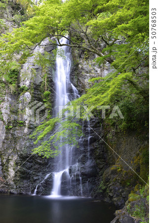 箕面大滝　新緑（大阪府箕面市） 50768503