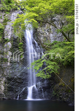 箕面大滝 新緑(大阪府箕面市) 箕面大滝 新緑(大阪府箕面市) 50768507