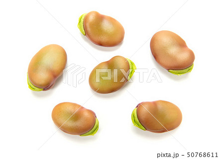 ピンクのそら豆 50768611