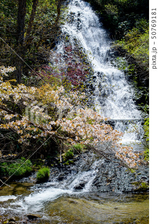 春の七滝　秋田県 50769181