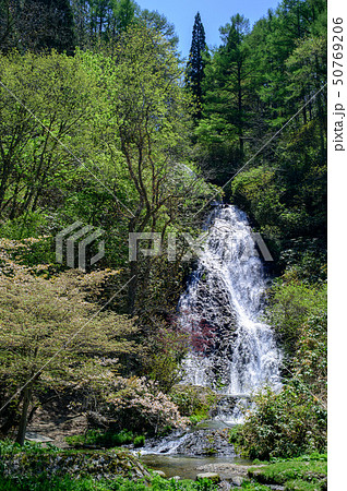 春の七滝　秋田県 50769206