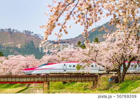 桜と秋田新幹線 50769209