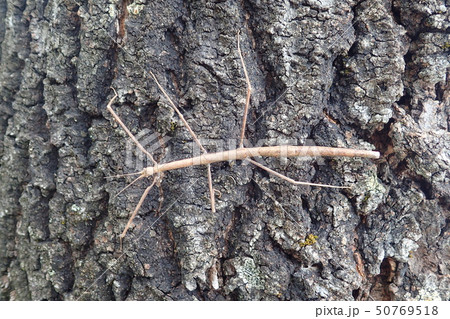 ナナフシ （ナナフシモドキ） Ramulus mikado 50769518