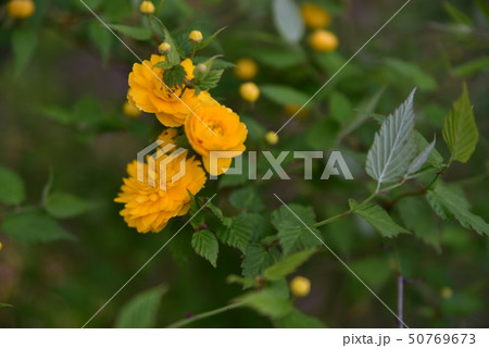 咲き始めたヤマブキ　岡山県瀬戸内市 50769673