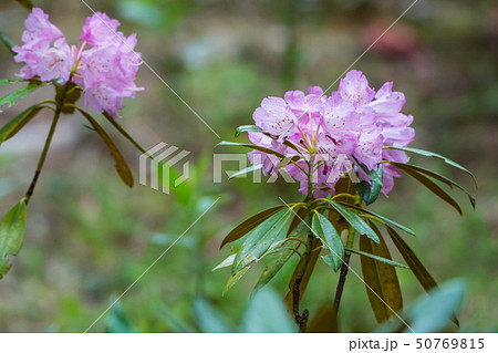 シャクナゲの開花 シャクナゲの開花 50769815