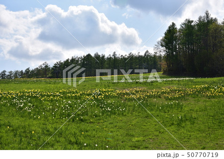 スイセン 50770719