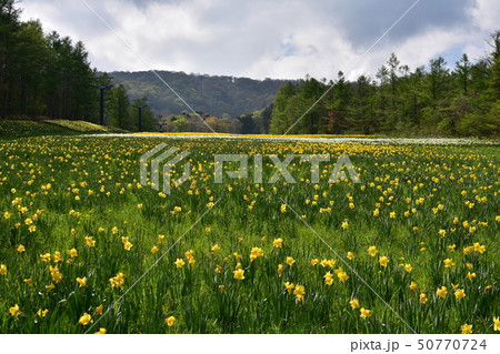 スイセン 50770724