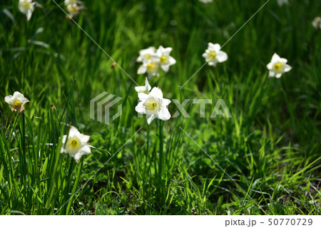 スイセン 50770729