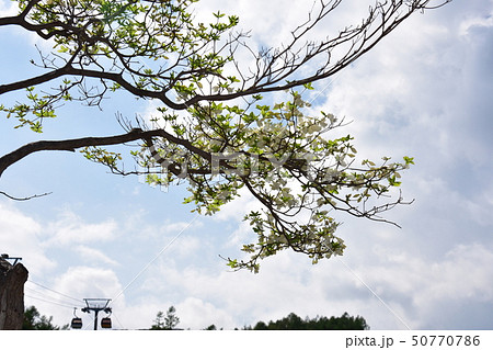 ゴヨウツツジ 50770786