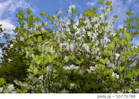 ゴヨウツツジ ゴヨウツツジ 50770788