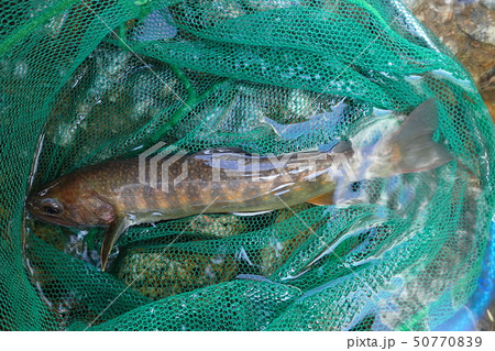 イワナ Salvelinus leucomaenis 50770839