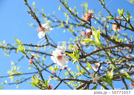 Cherry blossom. Spring tree blooming on the blue sky background Cherry blossom. Spring tree blooming on the blue sky background 50771057