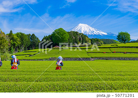 静岡県富士市　大淵笹場の茶畑　お茶まつり 50771201
