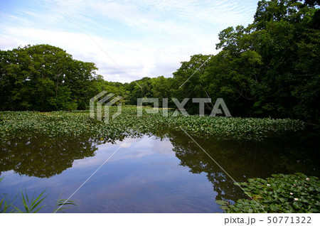 夏の小沼 50771322