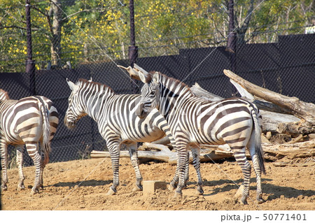 グラントシマウマ 3頭で 撮影許可 協力 よこはま動物園ズーラシアの写真素材