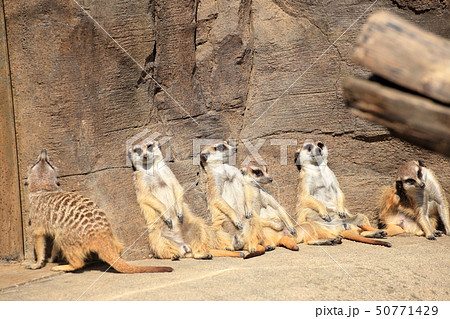 ミーアキャット ひなたぼっこ 撮影許可・協力:よこはま動物園ズーラシア ミーアキャット ひなたぼっこ 撮影許可・協力:よこはま動物園ズーラシア 50771429