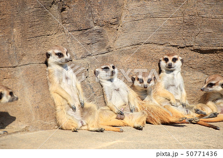 ミーアキャット ひなたぼっこ 撮影許可・協力:よこはま動物園ズーラシア ミーアキャット ひなたぼっこ 撮影許可・協力:よこはま動物園ズーラシア 50771436