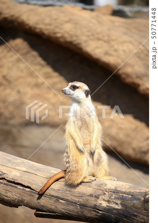 ミーアキャット 一人で見張り番 撮影許可 協力 よこはま動物園ズーラシアの写真素材