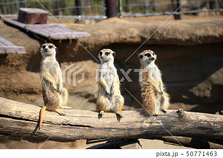 ミーアキャット 3匹で並んで見張り番 撮影許可 協力 よこはま動物園ズーラシアの写真素材