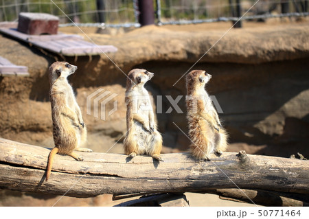 ミーアキャット 3匹で並んで見張り番 撮影許可・協力:よこはま動物園ズーラシア ミーアキャット 3匹で並んで見張り番 撮影許可・協力:よこはま動物園ズーラシア 50771464