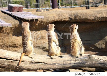 ミーアキャット　3匹で並んで見張り番　撮影許可・協力：よこはま動物園ズーラシア 50771468