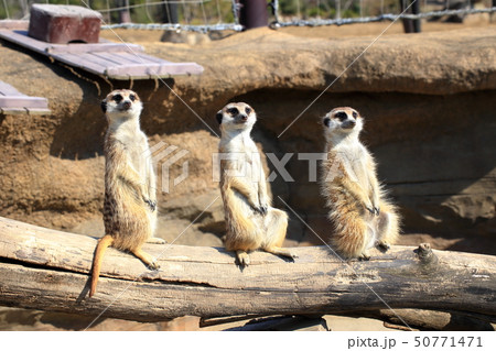 ミーアキャット 3匹で並んで見張り番 撮影許可 協力 よこはま動物園ズーラシアの写真素材