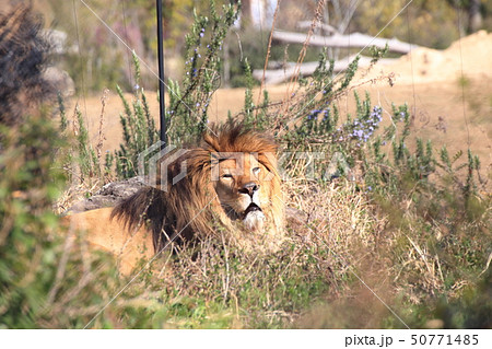 草むらでくつろぐ雄ライオン 撮影許可・協力:よこはま動物園ズーラシア 草むらでくつろぐ雄ライオン 撮影許可・協力:よこはま動物園ズーラシア 50771485