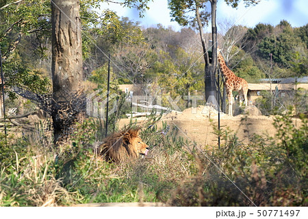 草むらでくつろぐ雄ライオンとキリン　撮影許可・協力：よこはま動物園ズーラシア 50771497