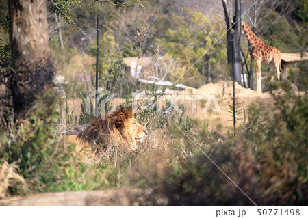 草むらでくつろぐ雄ライオンとキリン 撮影許可・協力:よこはま動物園ズーラシア 草むらでくつろぐ雄ライオンとキリン 撮影許可・協力:よこはま動物園ズーラシア 50771498