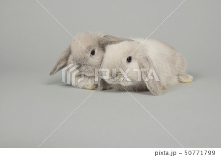 Two cute young grey rabbits seen 50771799