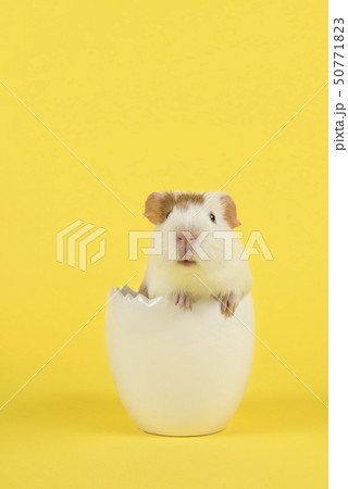 Guinea pig in a white easter egg 50771823